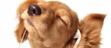 ¿Las animales tienen ritmo?
