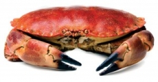 Los mariscos y el sexo