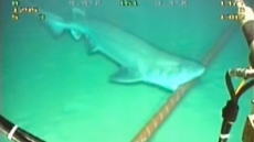 Los tiburones muerden y dañan los cables submarinos de la Red global