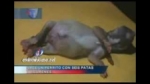 Más sobre el perrito que nació con 6 patas y dos penes