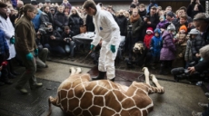 Matan a jirafa en zoológico de Dinamarca para evitar consanguinidad