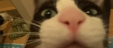 MIRA: Adorable gato saluda como si fuera un perro y se convierte en estrella de YouTube