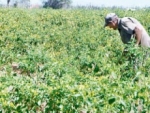 Monte Cristi tiene el quinto ají más picante del mundo