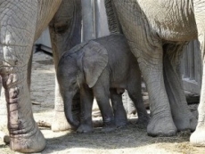 Nace elefante inseminado con semen congelado