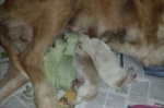 Nacen dos perros verdes en Laguna de Duero