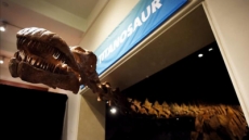 Nueva York exhibe gigantesca réplica de tiranosaurio