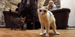Osamenta demuestra domesticación del gato hace 5.300 años en China.