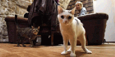 Osamenta demuestra domesticación del gato hace 5.300 años en China.