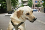Perro salvó a su dueño ciego cuando cayó a vía de tren en Nueva York