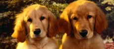 Perros entienden emociones humanas