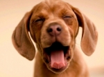 ¿Por qué bostezan los perros?