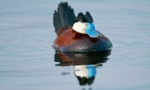 Por qué el gobierno británico gasta US$5.000 para matar a este pato