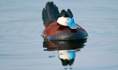Por qué el gobierno británico gasta US$5.000 para matar a este pato