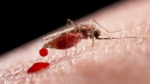 ¿Por qué somos tan suculentos para los mosquitos? Los 4 mitos más comunes