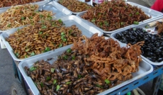 Por si no lo sabías…7 insectos que son comestibles!!!