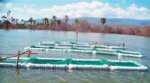 Producirán tilapias en jaulas
