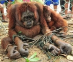 Prostituyen a hembras de orangután en burdeles: las depilan y pintan los labios