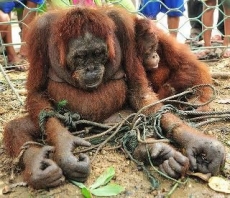 Prostituyen a hembras de orangután en burdeles: las depilan y pintan los labios