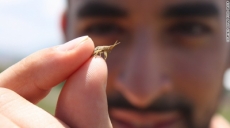 ¿Puede un pequeño insecto acabar con el hambre mundial?
