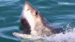 ¿Qué animal devoró a un gran tiburón blanco de 3 metros?