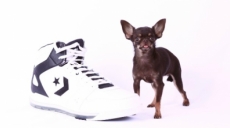 Récords Guinness 2014: Milly, una chihuahua