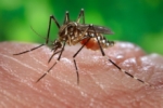 Salud Pública confirma 8 casos de Chikungunya.