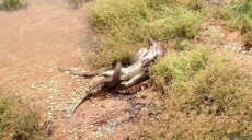 Serpiente devora a cocodrilo entero en Australia