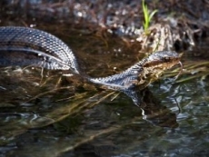 Serpiente venenosa muerde hombre que observaba caimán en Florida