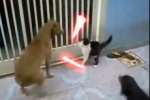 Star Wars: Las mejores peleas de los gatos Jedi.