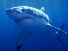 Tiburón ataca a una niña en una playa