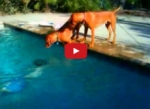 Tienes Que Ver Como Este Perro Sufre Cuando Su Dueño Se Sumerge En La Piscina.