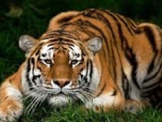 Tigre mata a cuidador en zoológico