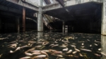 Un centro comercial abandonado se convierte en una gigantesca pecera.
