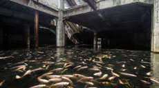 Un centro comercial abandonado se convierte en una gigantesca pecera.