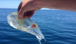 Un pez transparente con aspecto de alien sorprende a un pescador