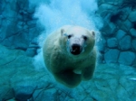 Un tercio de la vida polar marina está amenazada por el cambio climático.