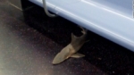 ¡Un tiburón en el metro de Nueva York!