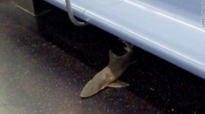 ¡Un tiburón en el metro de Nueva York!
