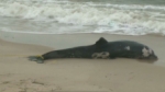 Un virus similar al sarampión mata a cientos de delfines en EE.UU.