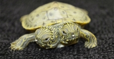 Una tortuga de dos cabezas, la nueva atracción de un museo de Florida