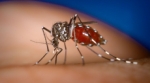 Zika: otra amenaza del mosquito que trasmite chikungunya y dengue